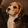 Bahia participe au concours pour gagner de l'argent avec cette photo : beagle, puppy, dog, pet, animal, closeup, portrait, fur, ears, brown, white, black, cute, indoor, cozy, young, mammal, domestic_animal, side_view, adorable