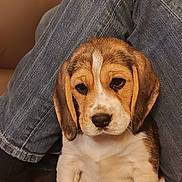 Bahia a rejoint le concours — aidez-le/la à gagner de superbes lots ! puppy, beagle, dog, pet, jeans, denim, legs, couch, indoor, cute, young, animal, fur, ears, face, brown, white, black, sitting, cozy