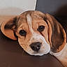 Bahia participe au concours pour gagner de l'argent avec cette photo : puppy, dog, beagle, resting, close_up, cute, pet, animal, fur, ears, sleepy, face, snout, indoor, leather, brown, white, black, young, companion