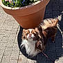 dog, long_hair, brown, white, flower_pot, flowers, terracotta, pavement, outdoor, sunlight, leash, pet, small_dog, plant, nature, shadow, sidewalk, cute, animal, canine