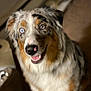 dog, australian_shepherd, blue_eyes, fluffy_fur, indoor, pet, canine, smiling, looking_up, brown_white_black_fur, nose, ears, animal, companion, friendly, cute, domestic, portrait, furry, happy