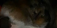 Biscuit is registered to the contest to win money with this photo: dog, blurry, dark, indoor, resting, animal, pet, fur, sleeping, shadow, low_light, brown, white, canine, quiet, cozy, closeup, hidden, soft, laying