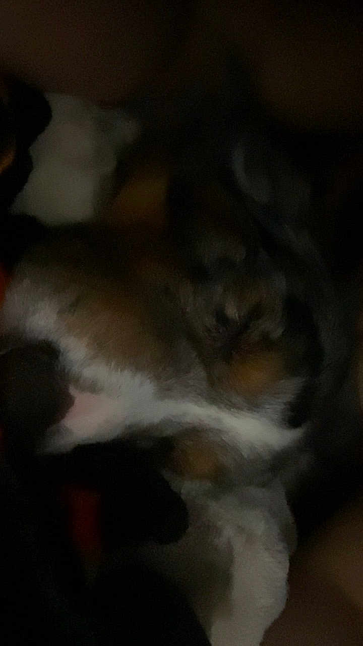 Biscuit