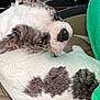 dog, white_fur, brown_fur, car_seat, pet, animal, close_up, indoors, fur_pattern, relaxed, looking_back, seat, domestic_animal, mammal, companion, portrait, canine, resting, car_interior, curled_up