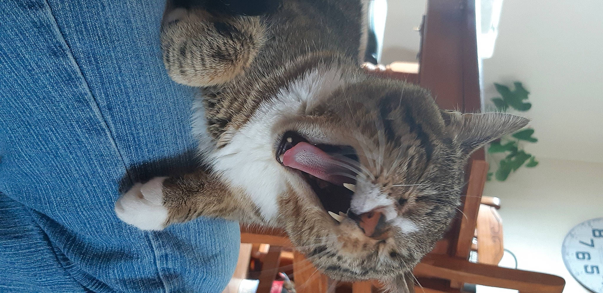 Tigrou a rejoint le concours — aidez-le/la à gagner de superbes lots ! asian, california_spangled, carnivore, cat, domestic_short_haired_cat, dragon_li, european_shorthair, facial_expression, felidae, fur, german_rex, kitten, mammal, nose, ocicat, pixie_bob, small_to_medium_sized_cats, snout, tabby_cat, whiskers