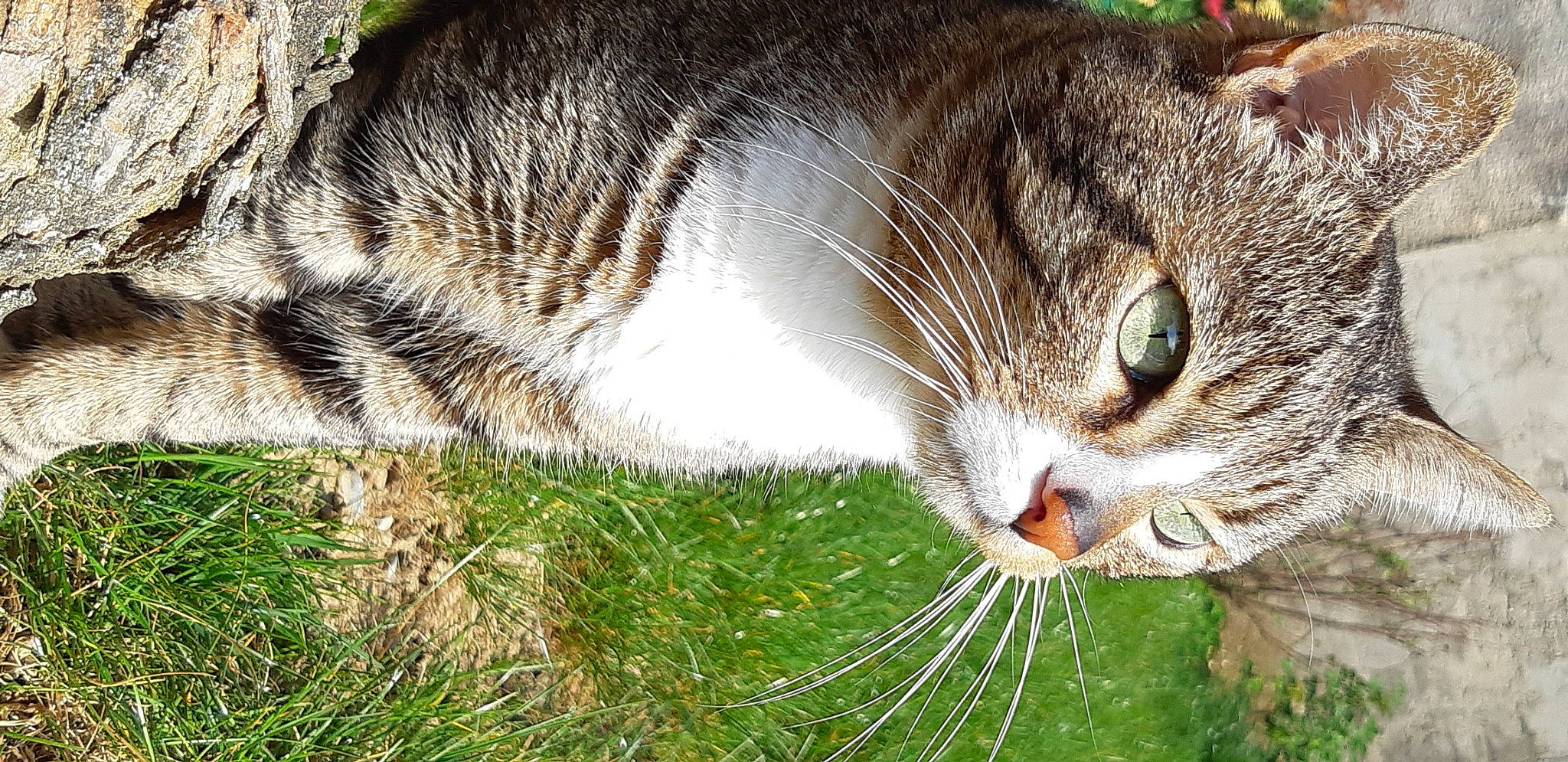 Tigrou a rejoint le concours — aidez-le/la à gagner de superbes lots ! aegean_cat, american_wirehair, carnivore, cat, close_up, domestic_short_haired_cat, european_shorthair, eye, felidae, fur, grass, plant, rusty_spotted_cat, small_to_medium_sized_cats, snout, tabby_cat, tree, whiskers, wild_cat, wildlife