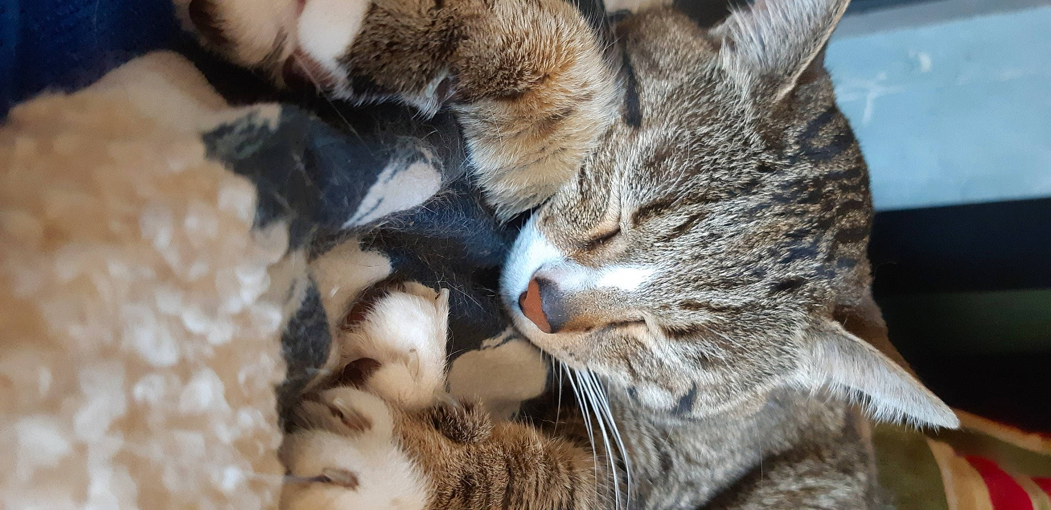 Tigrou participe au concours pour gagner de l'argent avec cette photo : aegean_cat, asian, carnivore, cat, chausie, claw, domestic_short_haired_cat, dragon_li, european_shorthair, felidae, fur, nap, paw, pixie_bob, singapura, small_to_medium_sized_cats, snout, tabby_cat, whiskers, wildlife