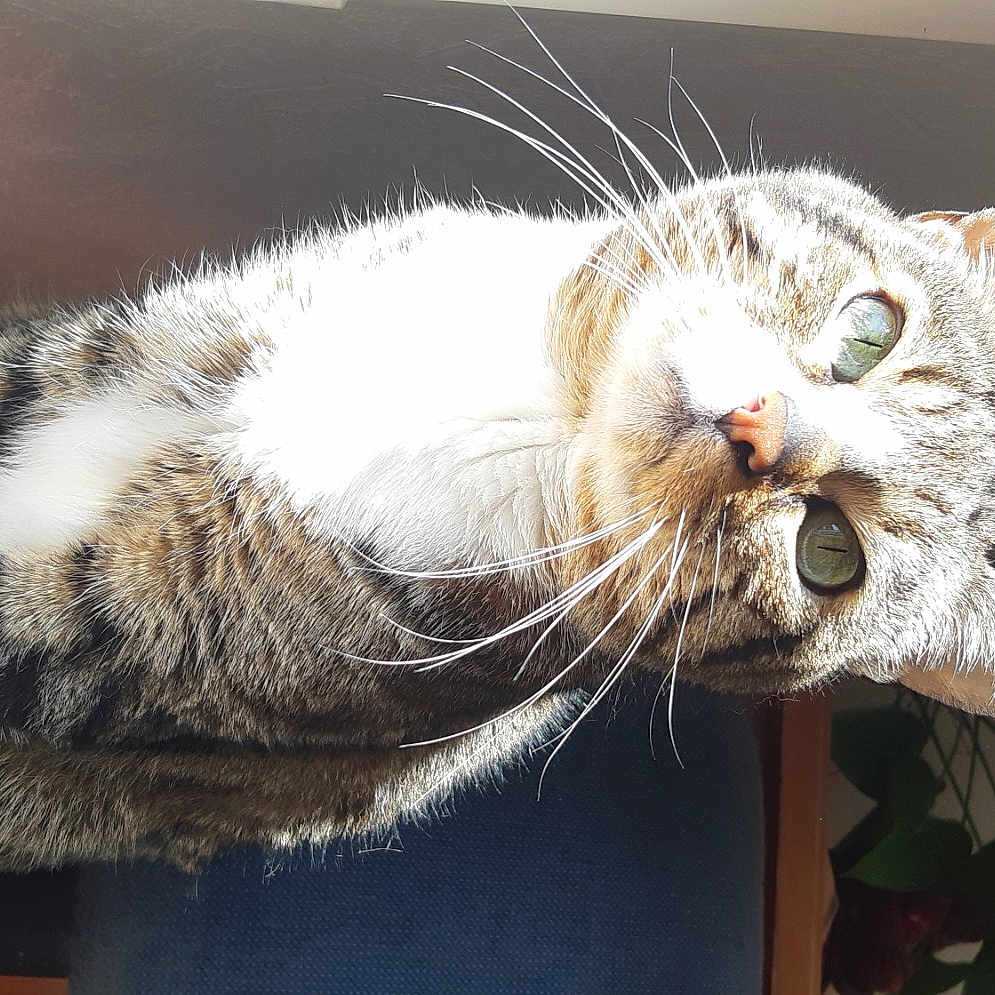 Tigrou