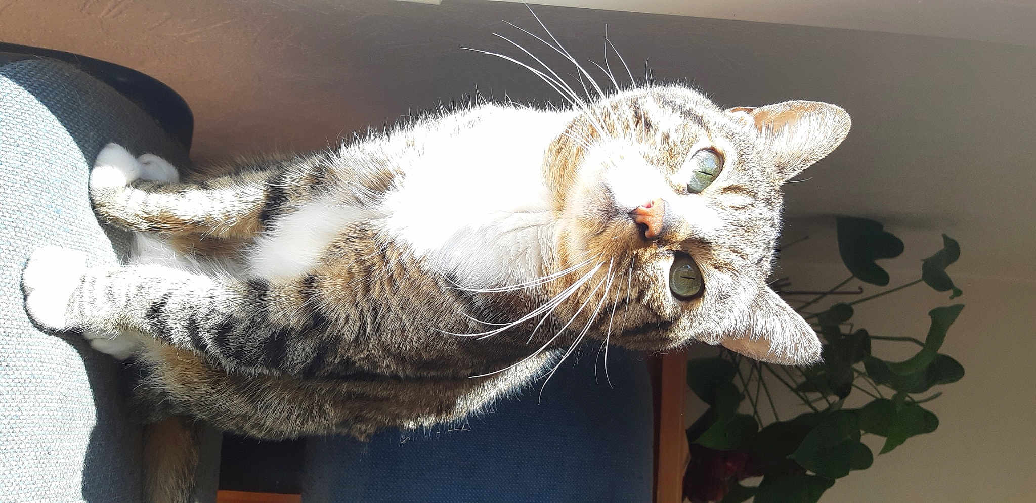 Tigrou
