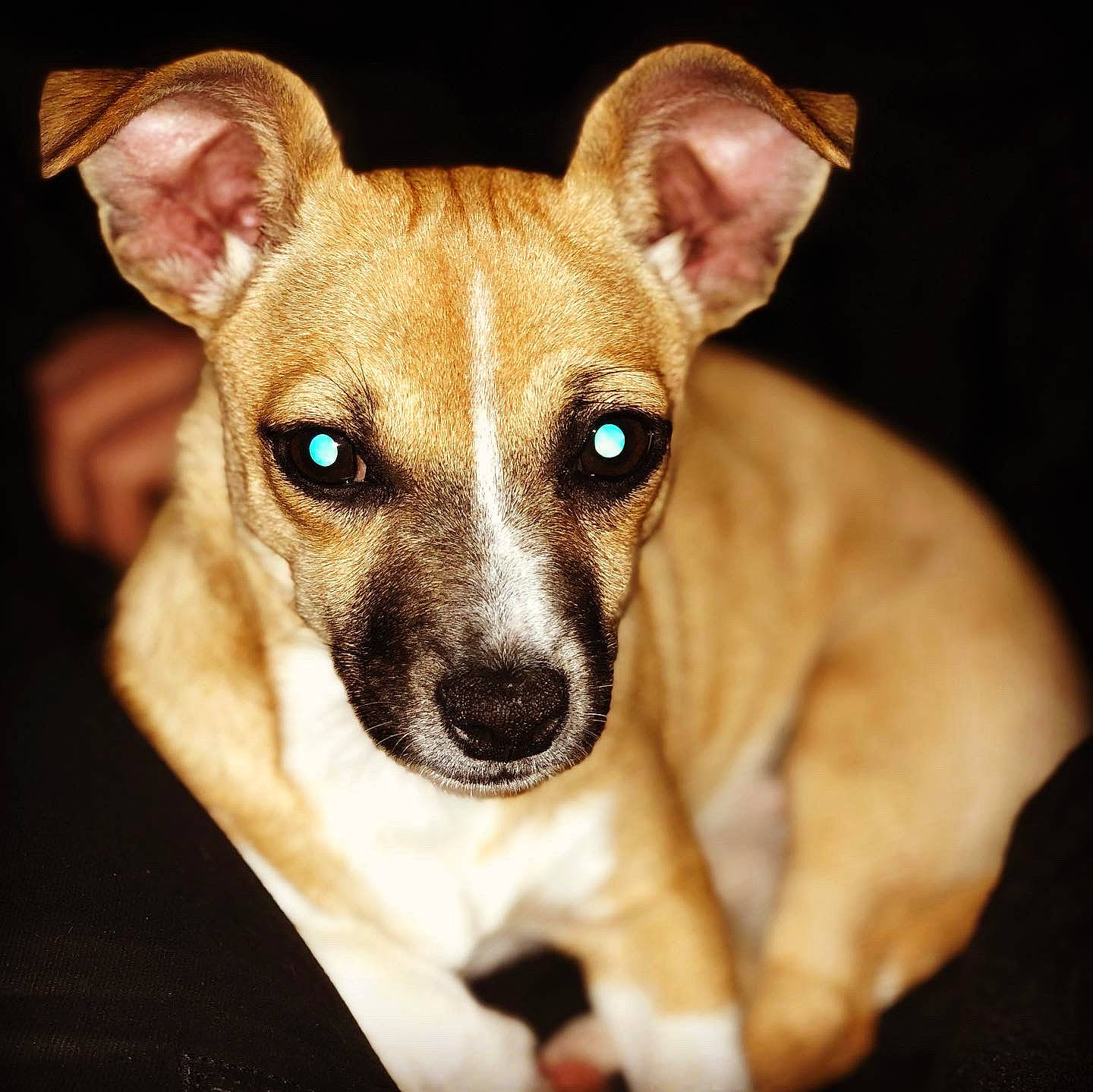 Luna a rejoint le concours — aidez-le/la à gagner de superbes lots ! ancient_dog_breeds, canidae, carnivore, chihuahua, companion_dog, dog, dog_breed, ear, fawn, feist, mammal, miniature_fox_terrier, puppy, rare_breed_dog, snout, teddy_roosevelt_terrier, tenterfield_terrier, toy_dog, vertebrate, whiskers