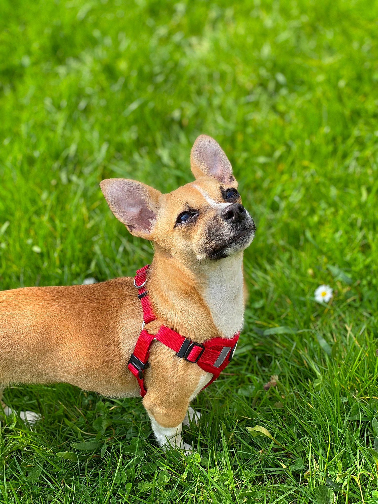 Luna participe au concours pour gagner de l'argent avec cette photo : canidae, carnivore, chihuahua, collar, companion_dog, corgi_chihuahua, dog, dog_breed, dog_collar, fawn, grass, lawn, mammal, plant, snout, vertebrate