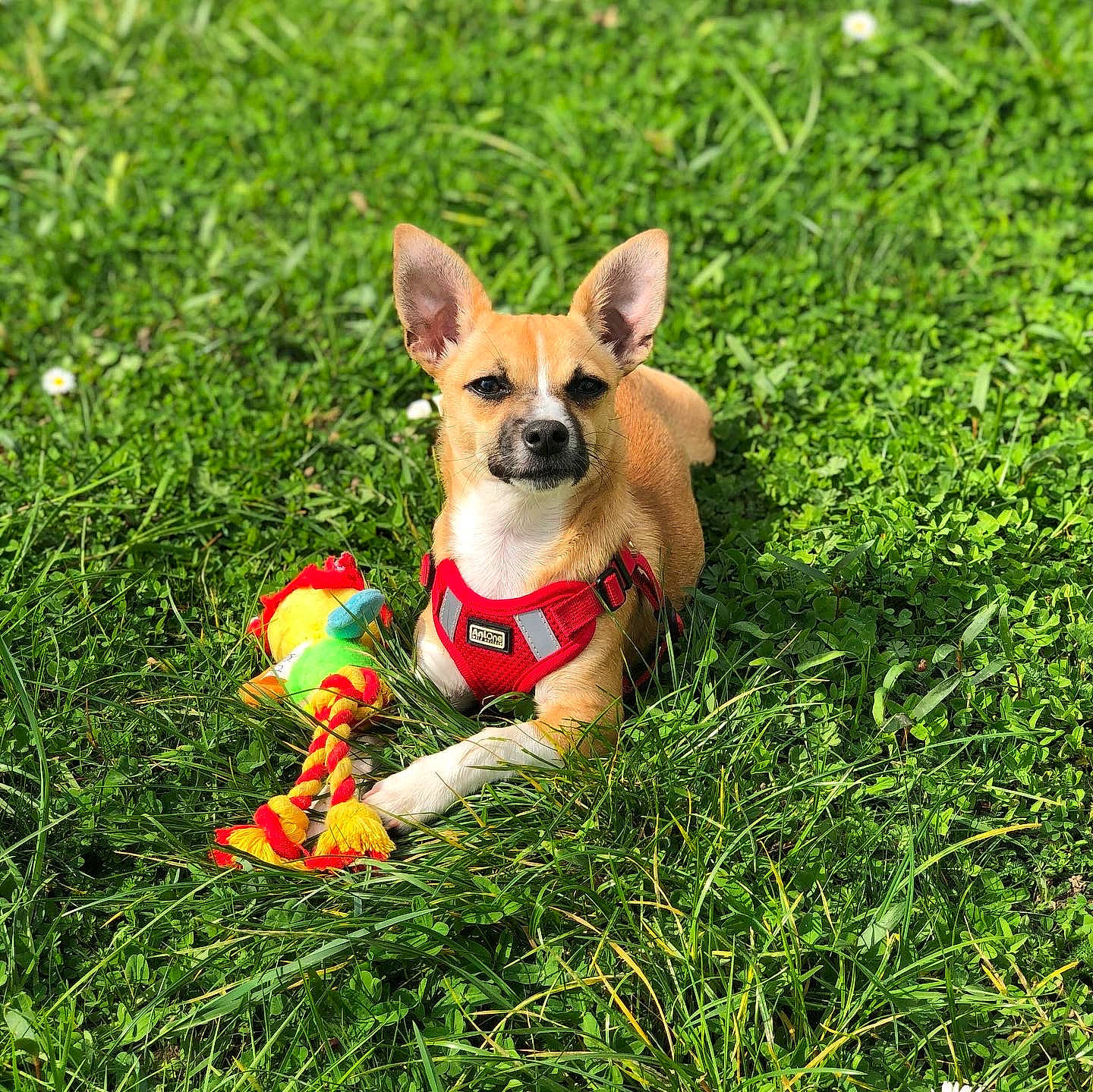 Luna a rejoint le concours — aidez-le/la à gagner de superbes lots ! canidae, carnivore, chihuahua, companion_dog, corgi_chihuahua, dog, dog_breed, dog_clothes, fawn, grass, mammal, pembroke_welsh_corgi, plant, puppy, rat_terrier, toy_fox_terrier, vertebrate, welsh_corgi