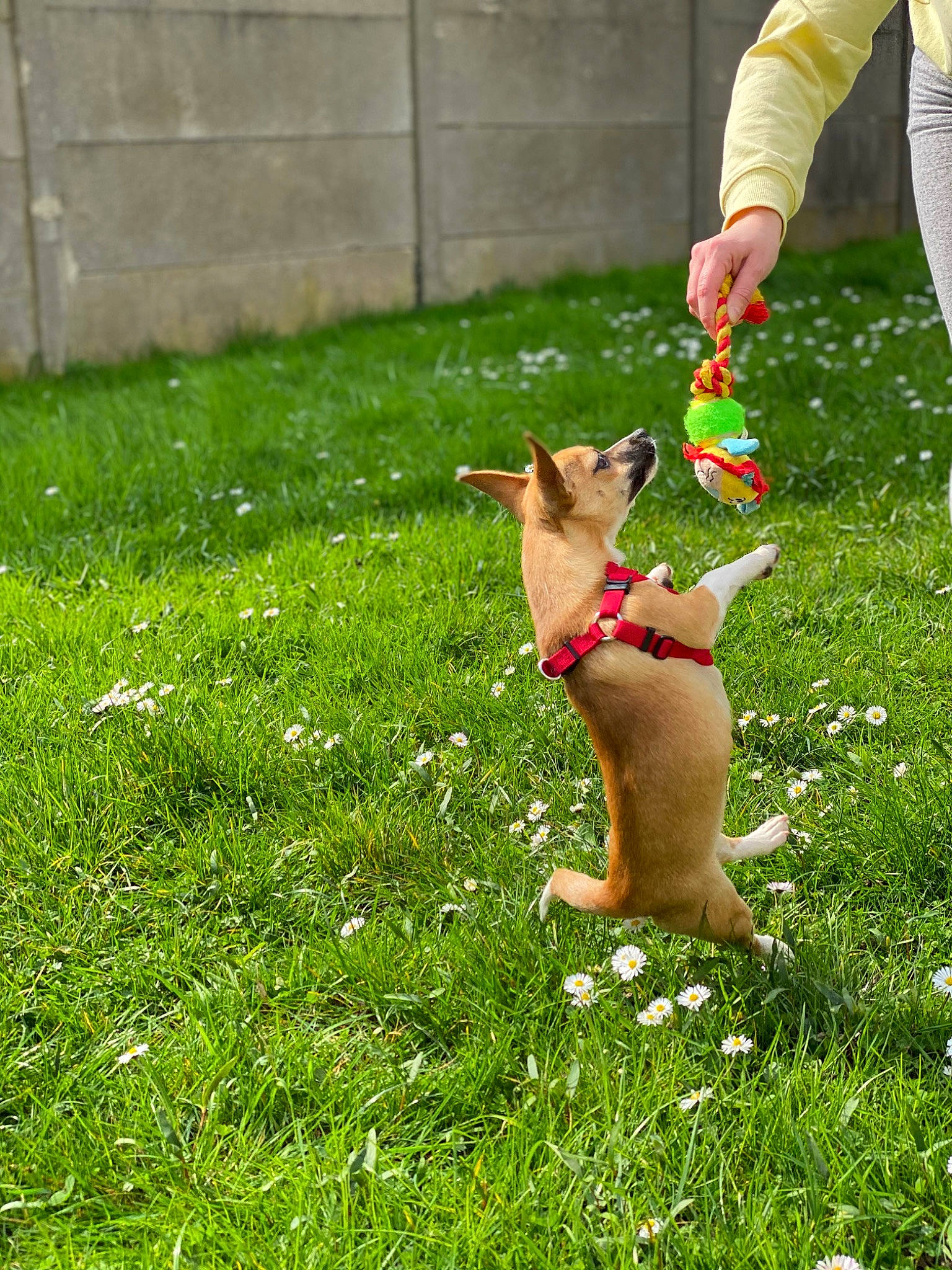 Luna a rejoint le concours — aidez-le/la à gagner de superbes lots ! canidae, carnivore, dog, dog_breed, fawn, grass, lawn, non_sporting_group, plant, sporting_group