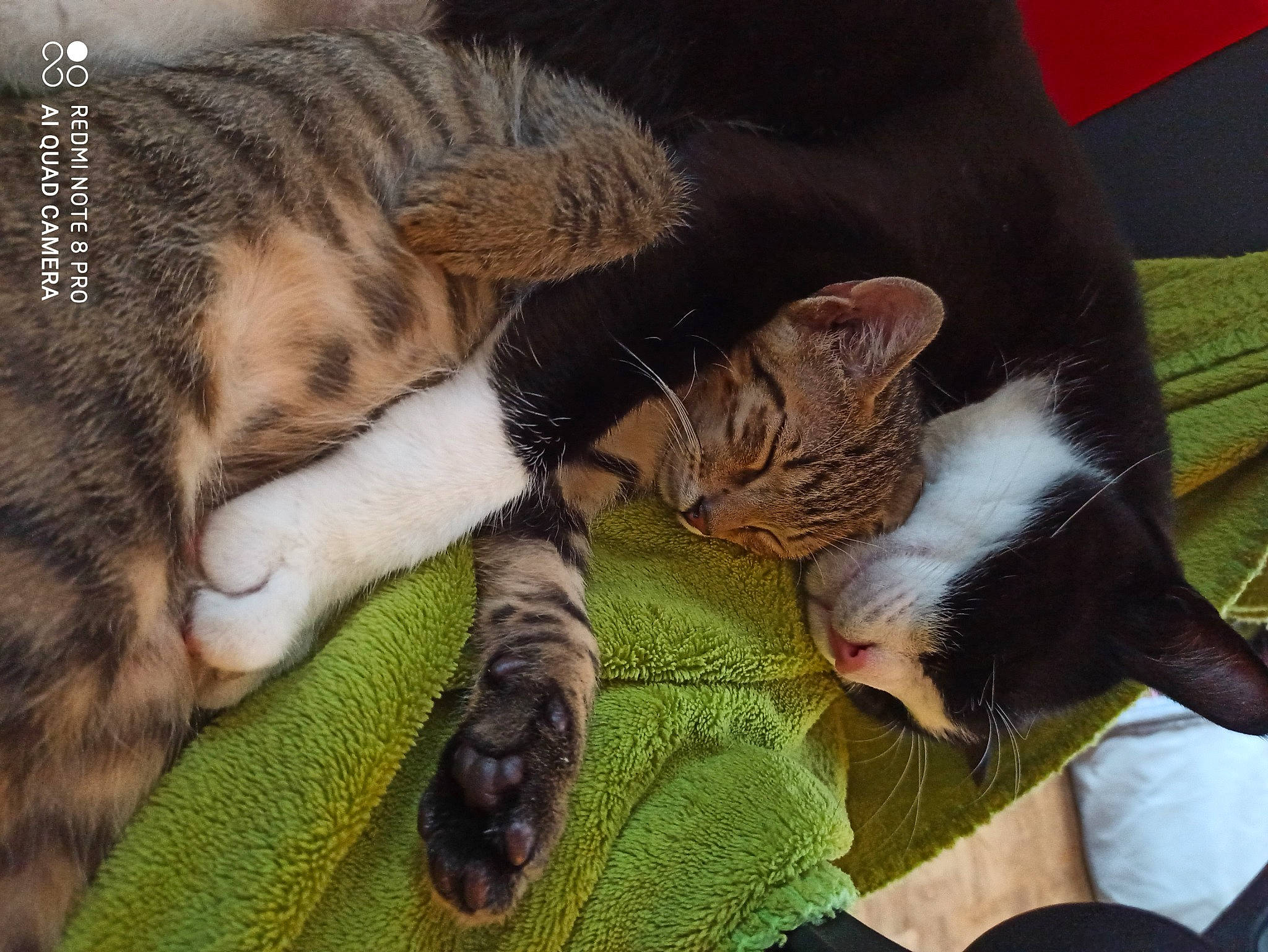 Nébula a rejoint le concours — aidez-le/la à gagner de superbes lots ! asian, california_spangled, carnivore, cat, claw, domestic_short_haired_cat, dragon_li, european_shorthair, felidae, fur, kitten, leg, mammal, nap, paw, pixie_bob, polydactyl_cat, small_to_medium_sized_cats, tabby_cat, whiskers