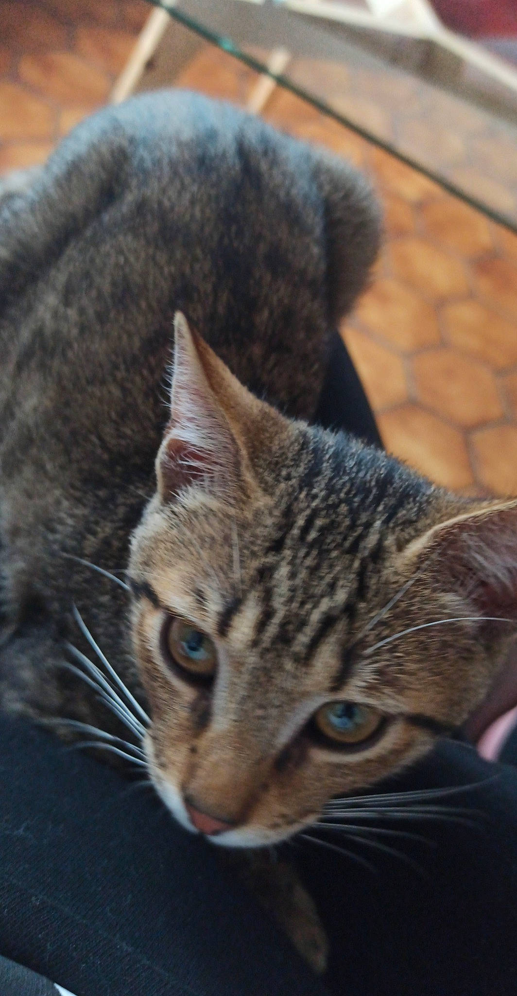 Nébula participe au concours pour gagner de l'argent avec cette photo : aegean_cat, american_bobtail, american_wirehair, asian, bengal, california_spangled, carnivore, cat, domestic_short_haired_cat, dragon_li, egyptian_mau, european_shorthair, felidae, mammal, pixie_bob, small_to_medium_sized_cats, snout, tabby_cat, vertebrate, whiskers