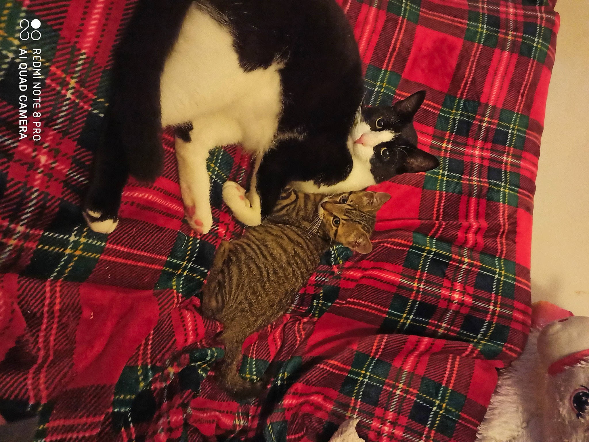 Nébula a rejoint le concours — aidez-le/la à gagner de superbes lots ! carnivore, cat, christmas, design, felidae, fur, holiday, linens, pattern, plaid, small_to_medium_sized_cats, tail, tartan, textile, whiskers