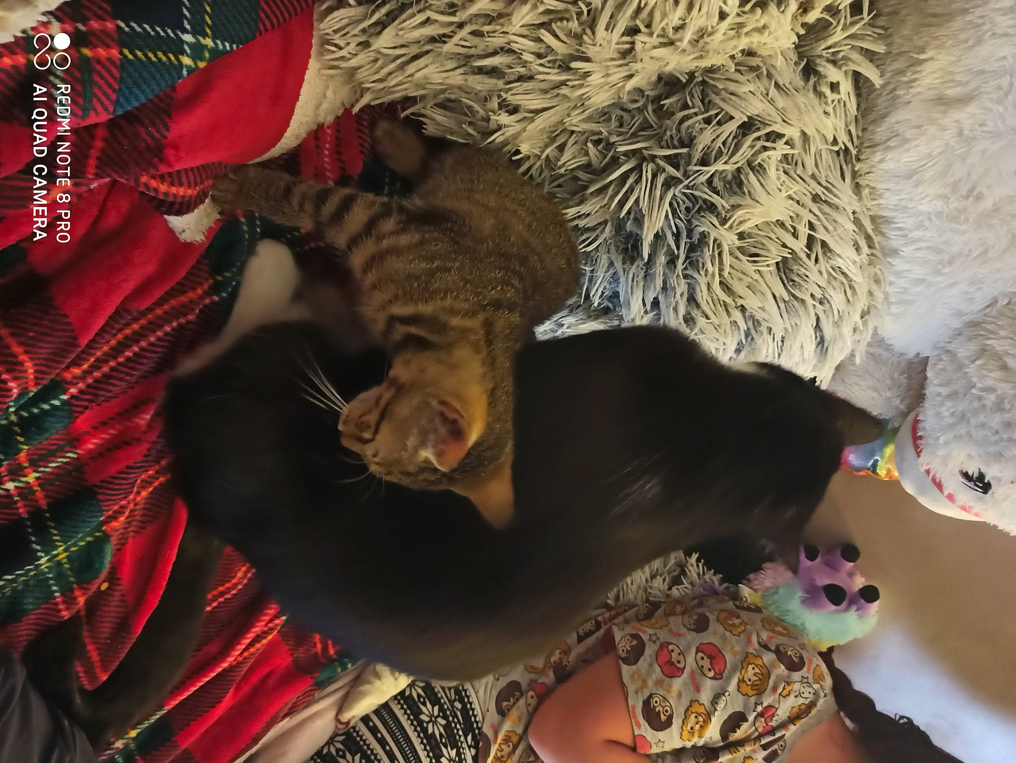 Nébula a rejoint le concours — aidez-le/la à gagner de superbes lots ! canidae, carnivore, cat, fawn, felidae, fur, kitten, nap, puppy, small_to_medium_sized_cats, tabby_cat, tail, whiskers