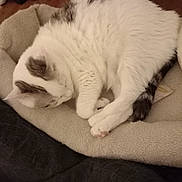 Mimi participe au concours pour gagner de l'argent avec cette photo : animal, architecture, armchair, baby, building, cat, chair, clothing, couch, footwear, furniture, indoors, kitten, livingroom, manx, person, pet, room, shoe, sleeping