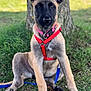 Tokyo a rejoint le concours — aidez-le/la à gagner de superbes lots ! dog, puppy, sitting, grass, tree, outdoor, pet, canine, harness, collar, nature, animal, young, ears_up, alert, leash, brown_fur, black_muzzle, portrait, daylight