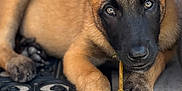 Tokyo a rejoint le concours — aidez-le/la à gagner de superbes lots ! puppy, dog, canine, pet, ears, leaf, twig, doorstep, pavement, outdoor, animal, young, cute, brown, black, fur, paw, chewing, lying_down, close_up