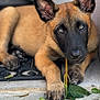 puppy, dog, canine, pet, ears, leaf, twig, doorstep, pavement, outdoor, animal, young, cute, brown, black, fur, paw, chewing, lying_down, close_up