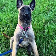 Tokyo a rejoint le concours — aidez-le/la à gagner de superbes lots ! dog, puppy, belgian_malinois, grass, field, outdoor, leash, collar, pet, animal, ears_up, sitting, alert, nature, greenery, young_dog, canine, fur, cute, watchful