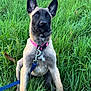 dog, puppy, belgian_malinois, grass, field, outdoor, leash, collar, pet, animal, ears_up, sitting, alert, nature, greenery, young_dog, canine, fur, cute, watchful