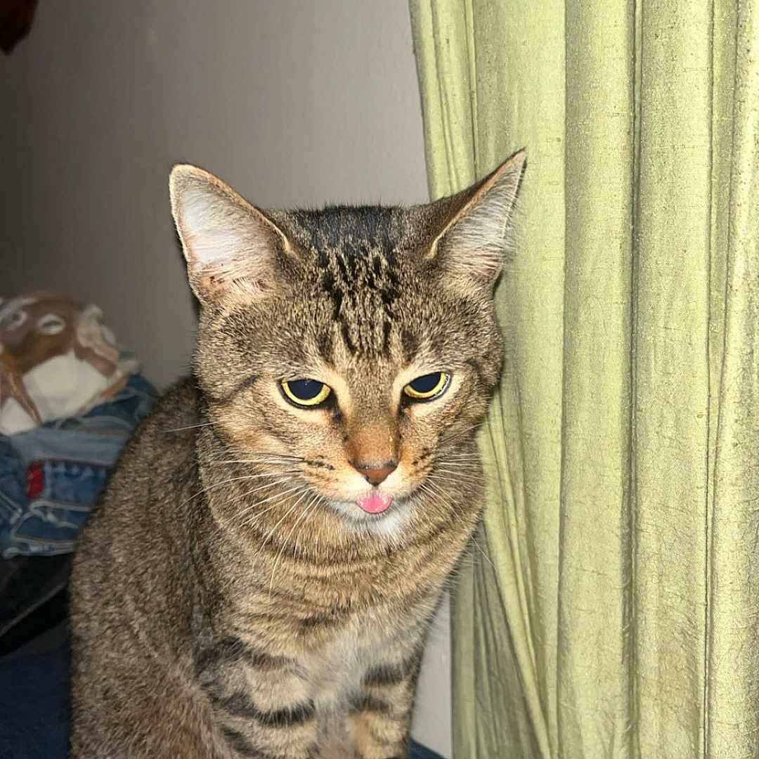 Smegle is registered to the contest to win money with this photo: cat, tabby_cat, indoor, curtain, clothing, jeans, pet, animal, feline, striped, tongue_out, sitting, cozy, domestic, cute, fur, whiskers, ears, brown, yellow_eyes