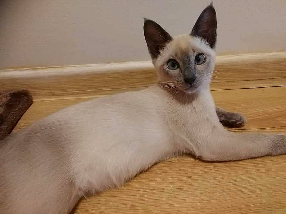 Zara joined the competition — help win amazing prizes! balinese, carnivore, cat, comfort, domestic_short_haired_cat, eye, fawn, felidae, fur, hardwood, head, paw, siamese, small_to_medium_sized_cats, snout, tail, terrestrial_animal, thai, whiskers, wood