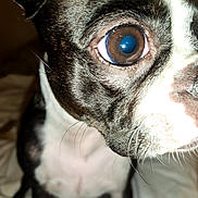Akira participe au concours pour gagner de l'argent avec cette photo : animal, black_and_white, boston_terrier, brindle, close_up, dog, ears, eye, face, flash_photography, funny, indoor, large_eye, nose, pet, portrait, short_hair, sitting, snout, whiskers