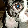 animal, black_and_white, boston_terrier, brindle, close_up, dog, ears, eye, face, flash_photography, funny, indoor, large_eye, nose, pet, portrait, short_hair, sitting, snout, whiskers
