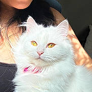Mystic joined the competition — help win amazing prizes! animal, black_hair, cat, closeup, companionship, cozy, cute, domestic_cat, feline, fluffy_fur, golden_eyes, happy, indoor, person, pet, pink_collar, portrait, smile, soft_light, white_cat