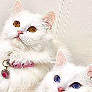 Kookie Mystic is registered to the contest to win money with this photo: adorable, animal, blue_collar, blue_eyes, cat, collar, cute, domestic_cat, feline, fluffy, golden_eyes, indoor, looking_up, pet, pink_collar, pink_nose, portrait, two_cats, whiskers, white_fur