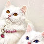 adorable, animal, blue_collar, blue_eyes, cat, collar, cute, domestic_cat, feline, fluffy, golden_eyes, indoor, looking_up, pet, pink_collar, pink_nose, portrait, two_cats, whiskers, white_fur