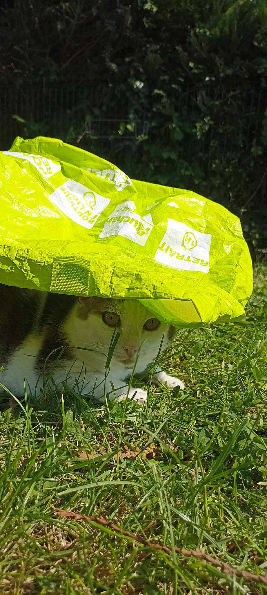 John participe au concours pour gagner de l'argent avec cette photo : event, font, grass, grassland, groundcover, personal_protective_equipment, plant, soil, tail, tints_and_shades, umbrella