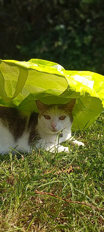 John participe au concours pour gagner de l'argent avec cette photo : carnivore, cat, domestic_short_haired_cat, fawn, felidae, flowering_plant, fur, grass, grassland, groundcover, herb, leaf_vegetable, pasture, plant, small_to_medium_sized_cats, snout, tail, terrestrial_animal, whiskers, wildlife