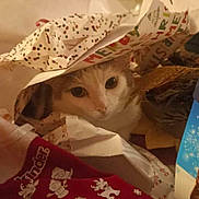 John a rejoint le concours — aidez-le/la à gagner de superbes lots ! basket, cap, carmine, carnivore, cat, costume_accessory, costume_hat, cowboy_hat, fashion_accessory, fawn, fedora, felidae, fur, hat, linens, pattern, small_to_medium_sized_cats, sombrero, sun_hat, whiskers