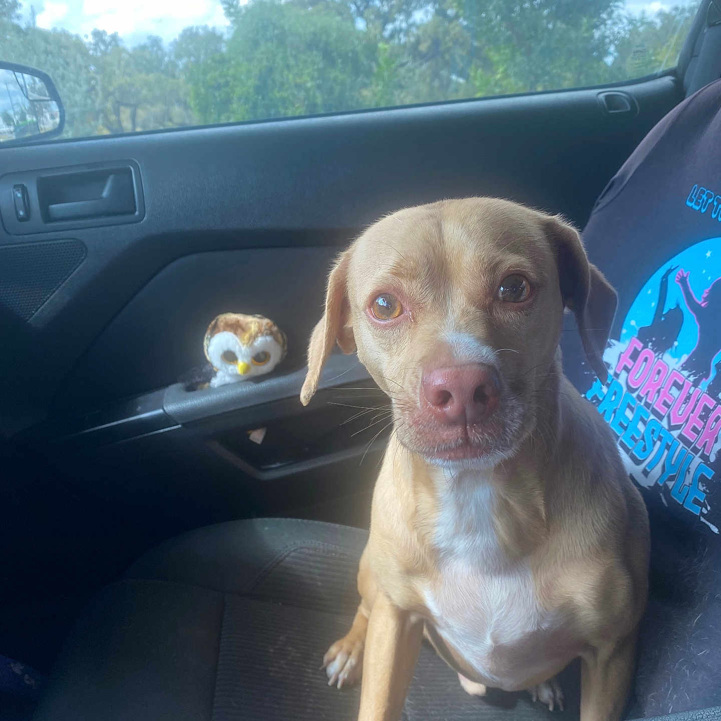 Seven joined the competition — help win amazing prizes! animal, canine, car_interior, car_seat, close_up, cute, dog, door_handle, interior, leash, passenger_seat, pet, plush_owl, portrait, seat_cover, stuffed_animal, sunlight, tan_dog, trees_outside, window