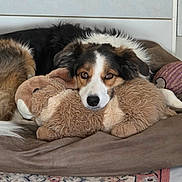 Meïdi a rejoint le concours — aidez-le/la à gagner de superbes lots ! dog, stuffed_animal, dog_bed, toy, indoor, tile_floor, brown, white, black, plush, resting, pet, animal, cozy, looking_at_camera, floor_rug, ears, nose, eyes, relaxed