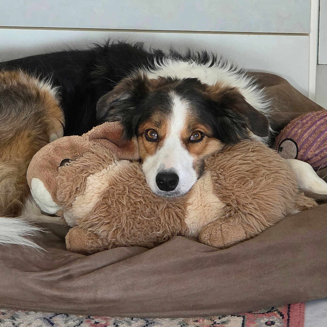 Meïdi a rejoint le concours — aidez-le/la à gagner de superbes lots ! animal, black, brown, cozy, dog, dog_bed, ears, eyes, floor_rug, indoor, looking_at_camera, nose, pet, plush, relaxed, resting, stuffed_animal, tile_floor, toy, white