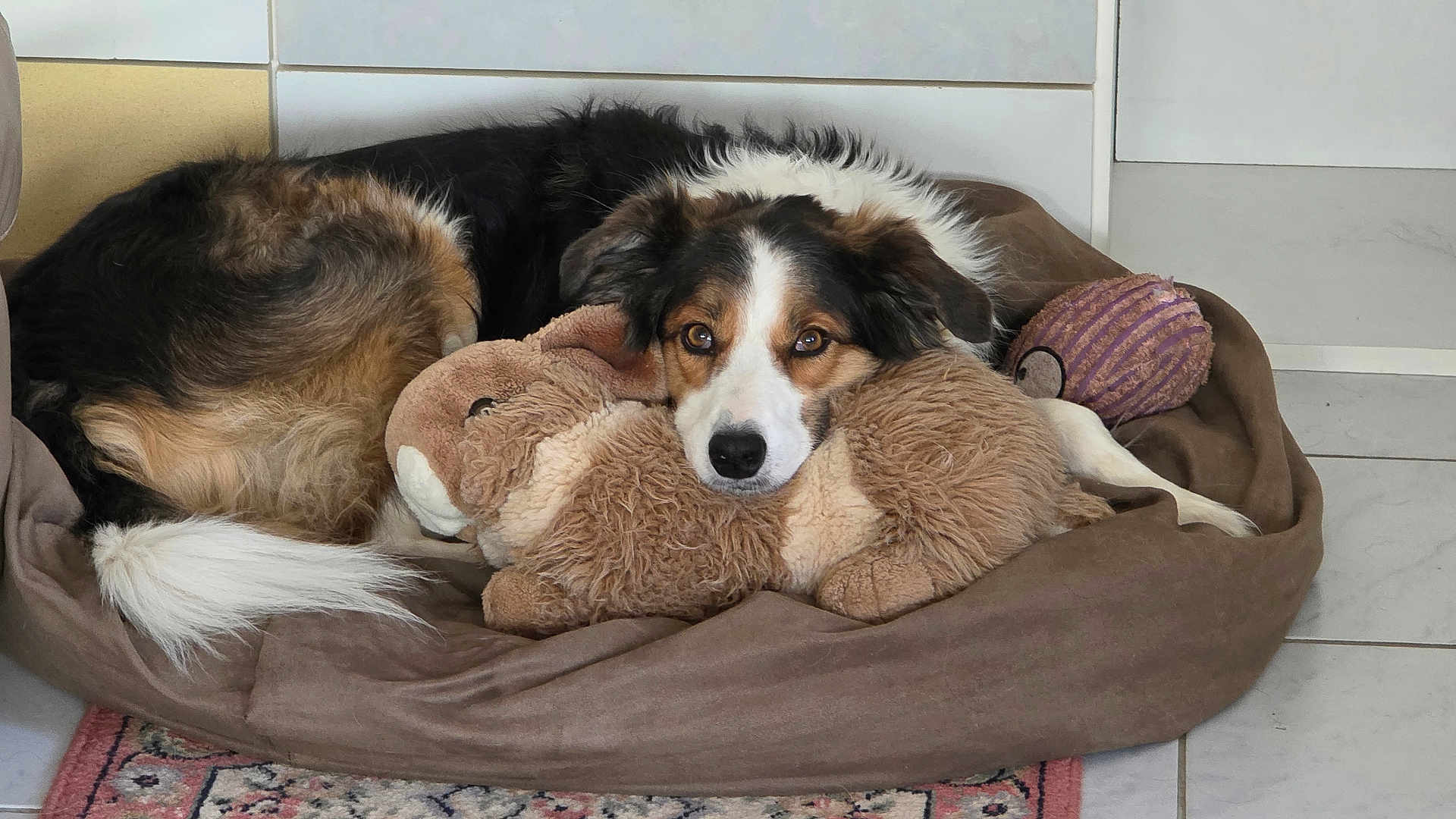 Meïdi a rejoint le concours — aidez-le/la à gagner de superbes lots ! dog, stuffed_animal, dog_bed, toy, indoor, tile_floor, brown, white, black, plush, resting, pet, animal, cozy, looking_at_camera, floor_rug, ears, nose, eyes, relaxed