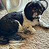 animal, black_and_white, carpet, collar, companion, couch, curtain, cute, dog, domestic, fluffy, fur, home, indoor, laying_down, pet, relaxed, small_dog, stroller_wheel, tail