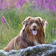 Tina participe au concours pour gagner de l'argent avec cette photo : dog, animal, outdoor, grass, flower, purple_flower, rock, tongue_out, happy, pet, nature, canine, fur, muzzle, ears, meadow, wildflowers, greenery, summer, portrait