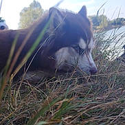 Layka a rejoint le concours — aidez-le/la à gagner de superbes lots ! animal, canine, closeup, daylight, dog, ears, fur, grass, head, muzzle, nature, nose, outdoor, pets, riverbank, sky, sniffing, trees, water, wildlife