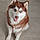 Layka