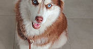 Layka a rejoint le concours — aidez-le/la à gagner de superbes lots ! animal, blue_eyes, brown_and_white, canine, collar, cute, dog, domestic, ears, floor_tiles, fluffy, fur, happy, indoor, looking_up, pet, portrait, siberian_husky, sitting, smiling