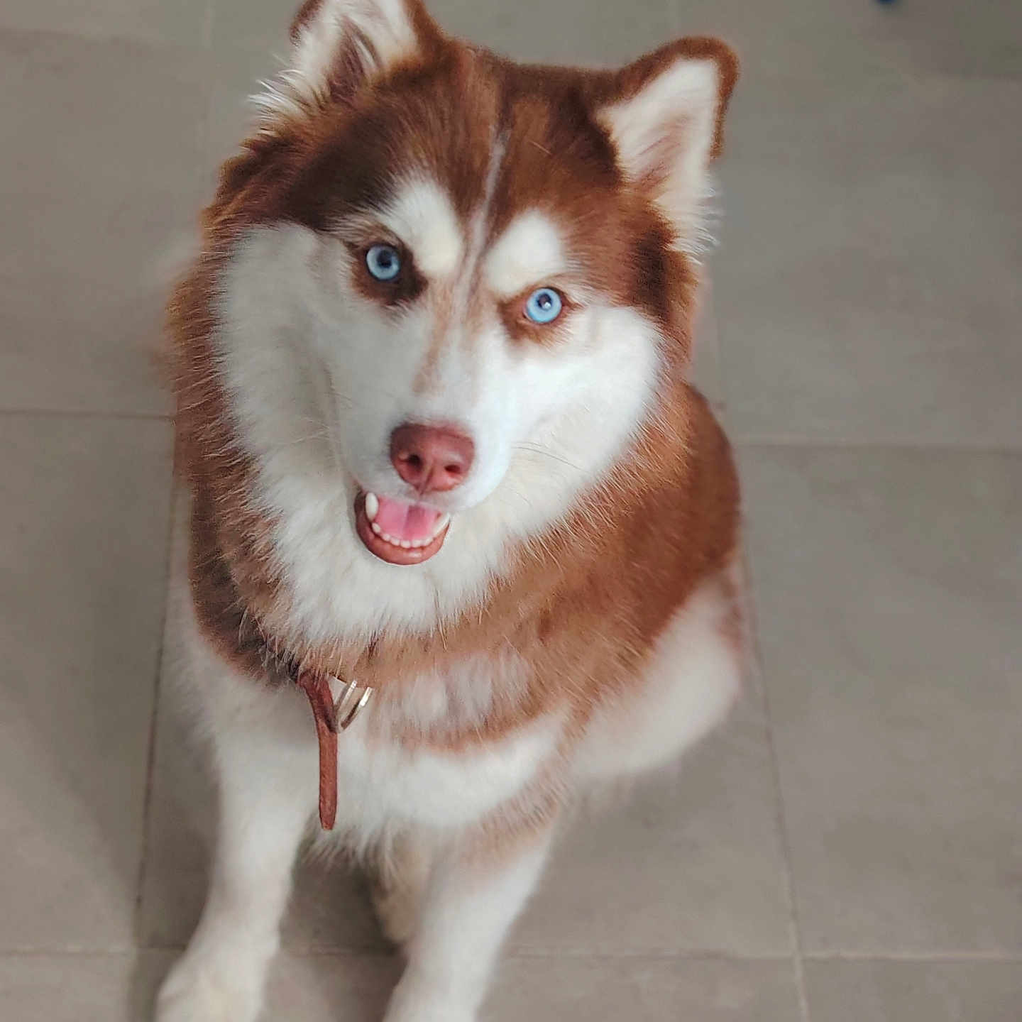 Layka a rejoint le concours — aidez-le/la à gagner de superbes lots ! animal, blue_eyes, brown_and_white, canine, collar, cute, dog, domestic, ears, floor_tiles, fluffy, fur, happy, indoor, looking_up, pet, portrait, siberian_husky, sitting, smiling