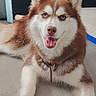 Layka a rejoint le concours — aidez-le/la à gagner de superbes lots ! animal, blue_eyes, canine, close_up, collar, cute, dog, domestic_animal, floor, friendly, fur, happy, indoor, lying_down, mammal, paw, pet, portrait, siberian_husky, tongue_out