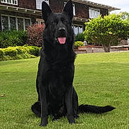Hans Vom Mitchell is registered to the contest to win money with this photo: dog, black_dog, shepherd, german_shepherd, pet, animal, sitting, tongue_out, pointed_ears, long_tail, fur, portrait, outdoor, lawn, grass, garden, house, shrubs, daylight, front_yard