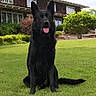 dog, black_dog, shepherd, german_shepherd, pet, animal, sitting, tongue_out, pointed_ears, long_tail, fur, portrait, outdoor, lawn, grass, garden, house, shrubs, daylight, front_yard